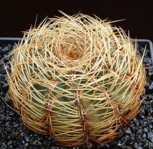 Oroya_peruviana
